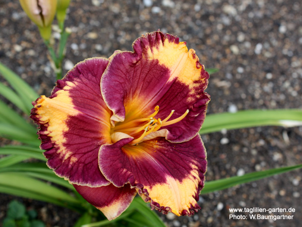 catalog/images/startseite/La Charmante.jpg